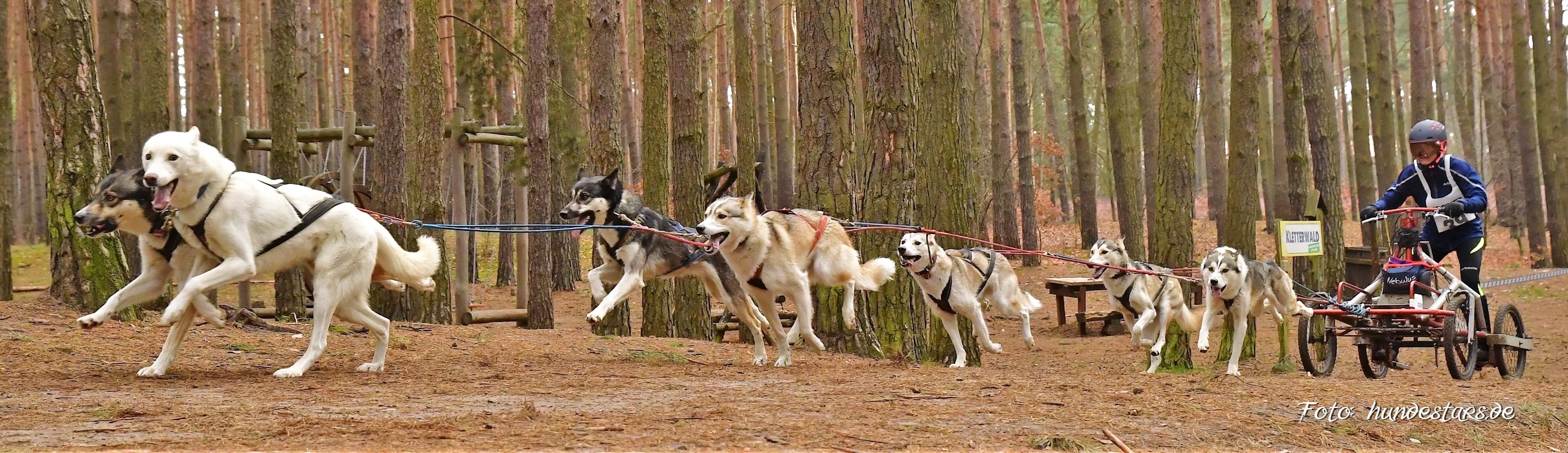 Schlittenhunde-Europameisterschaft