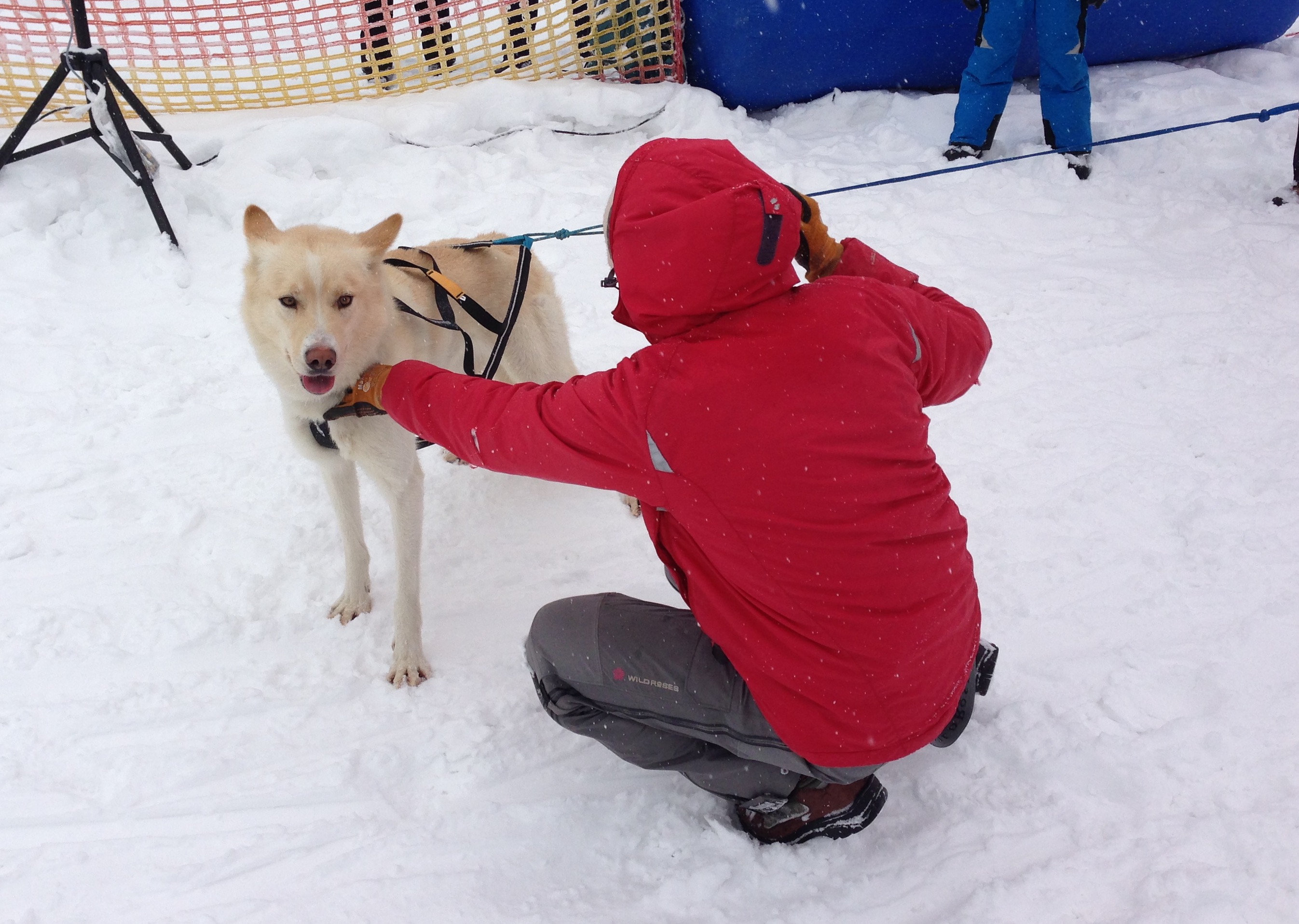 Schlittenhunderennen_2013