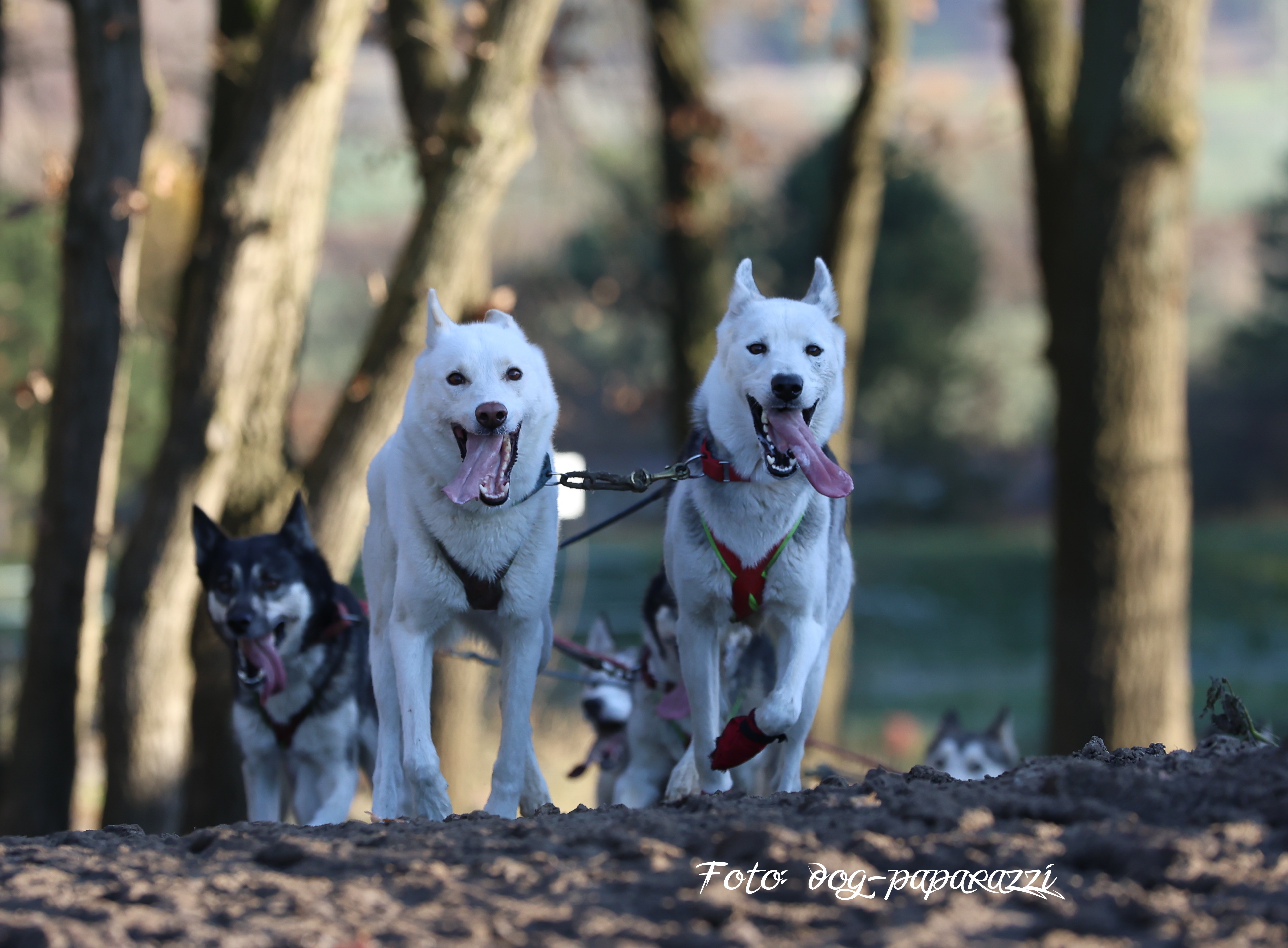 Schlittenhunderennen