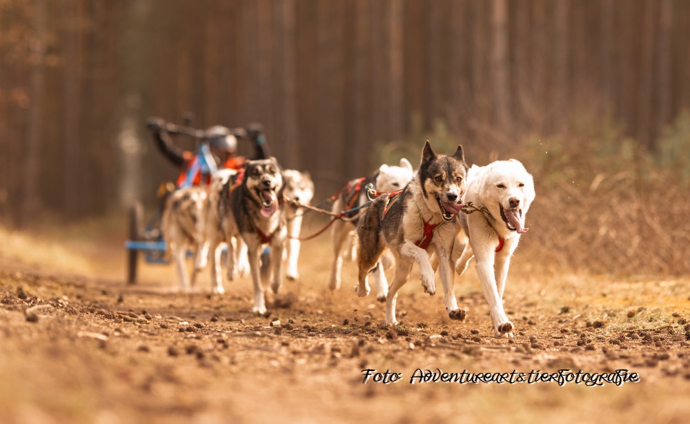 Schlittenhunderennen 2024