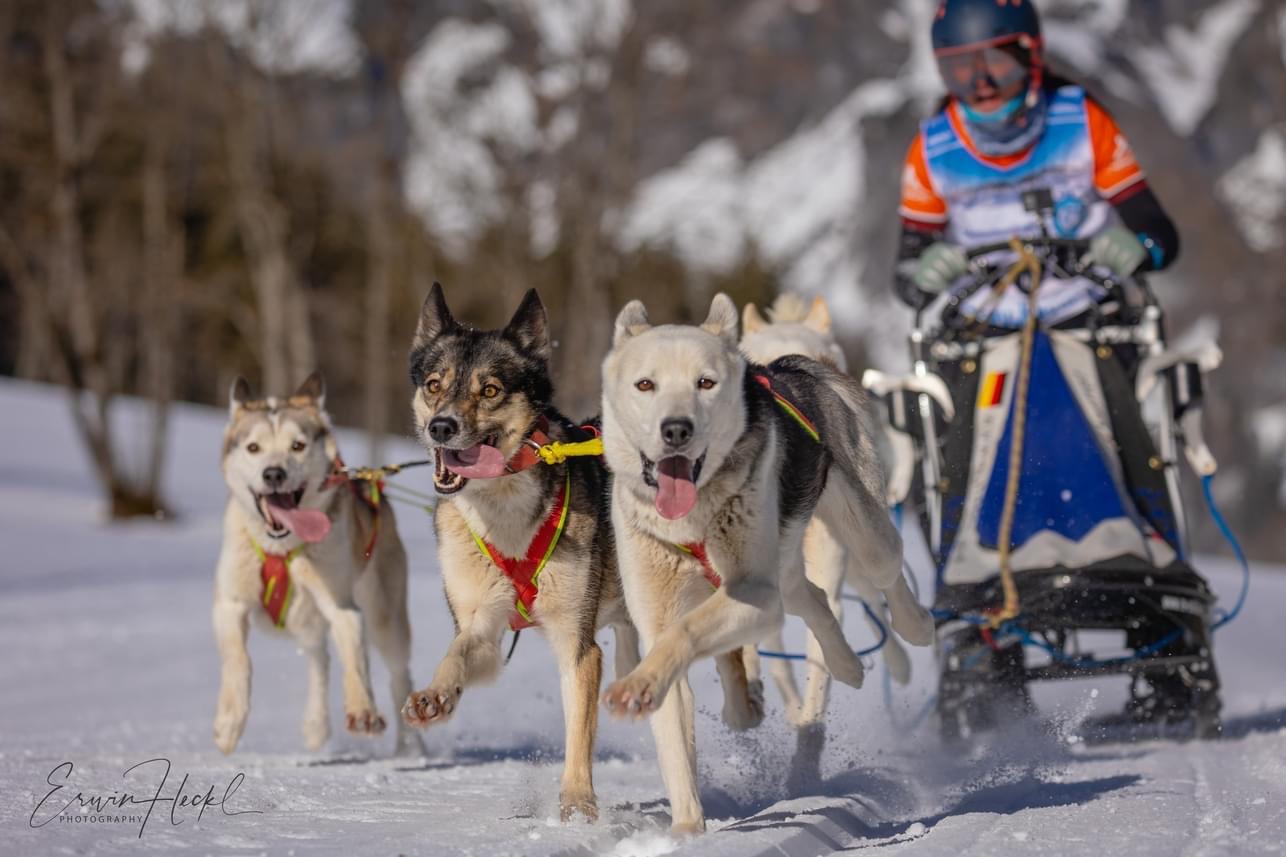 schlittenhunderennen_werfenweng