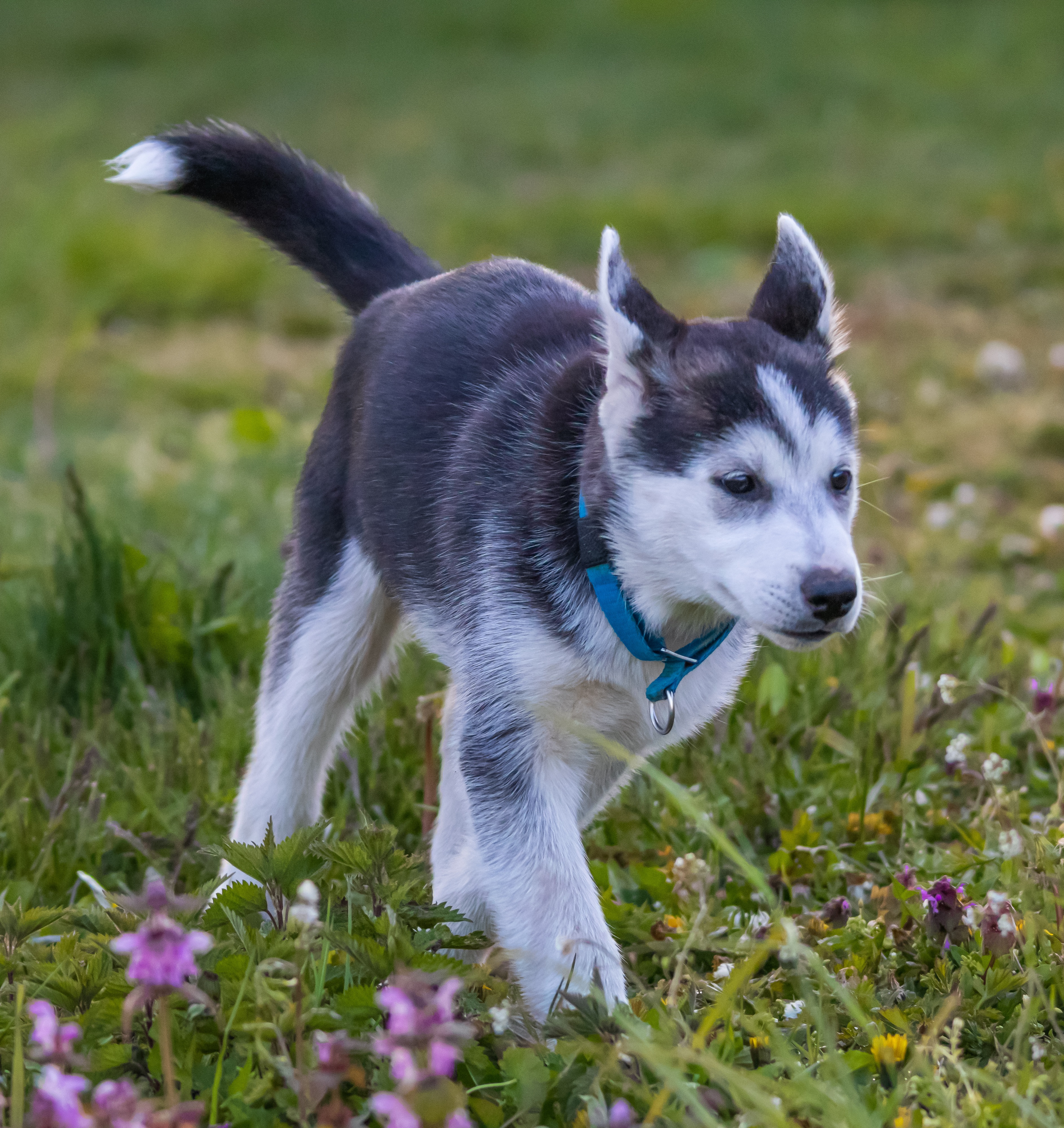 Lumi 2