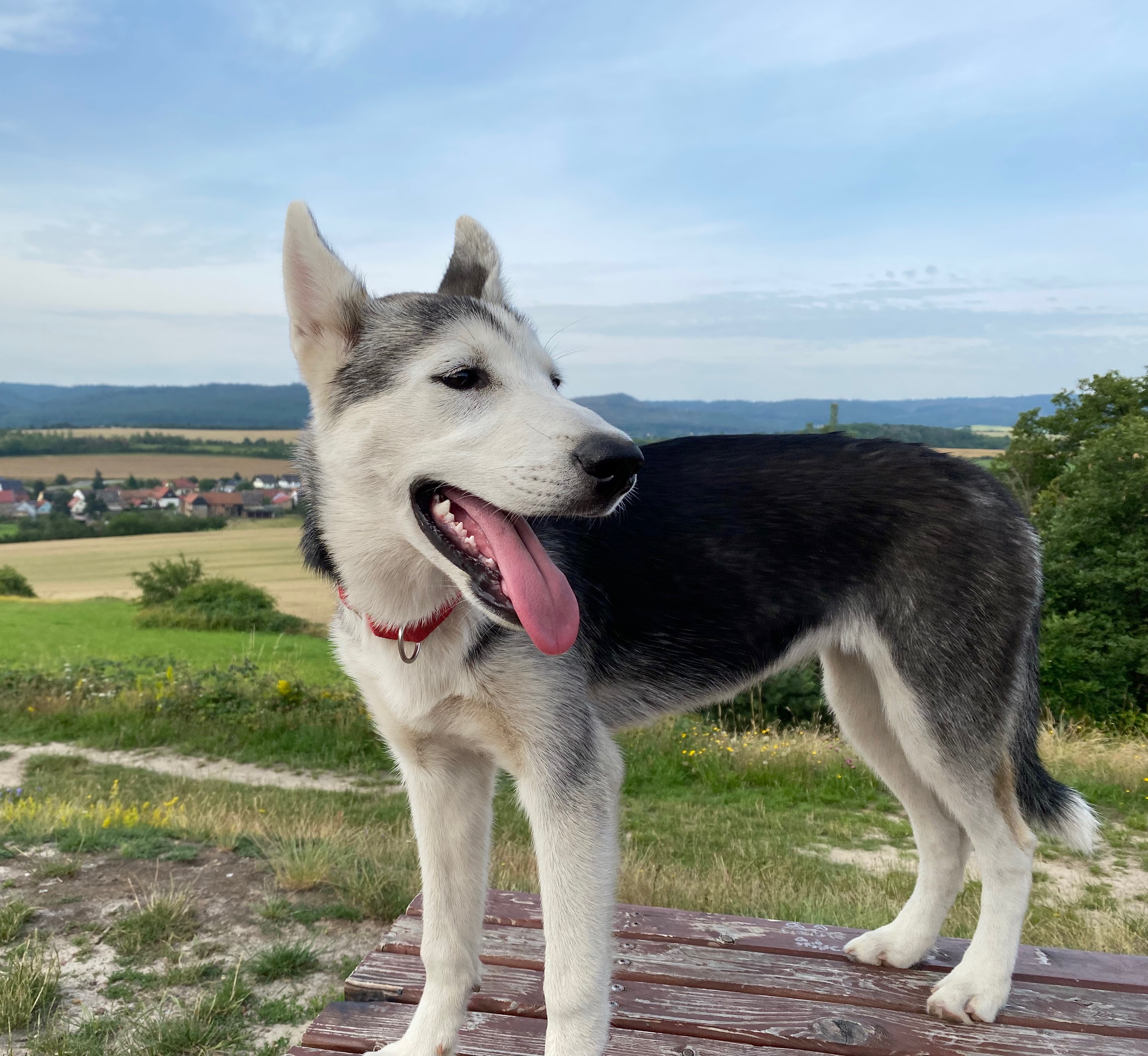 Lumi 4