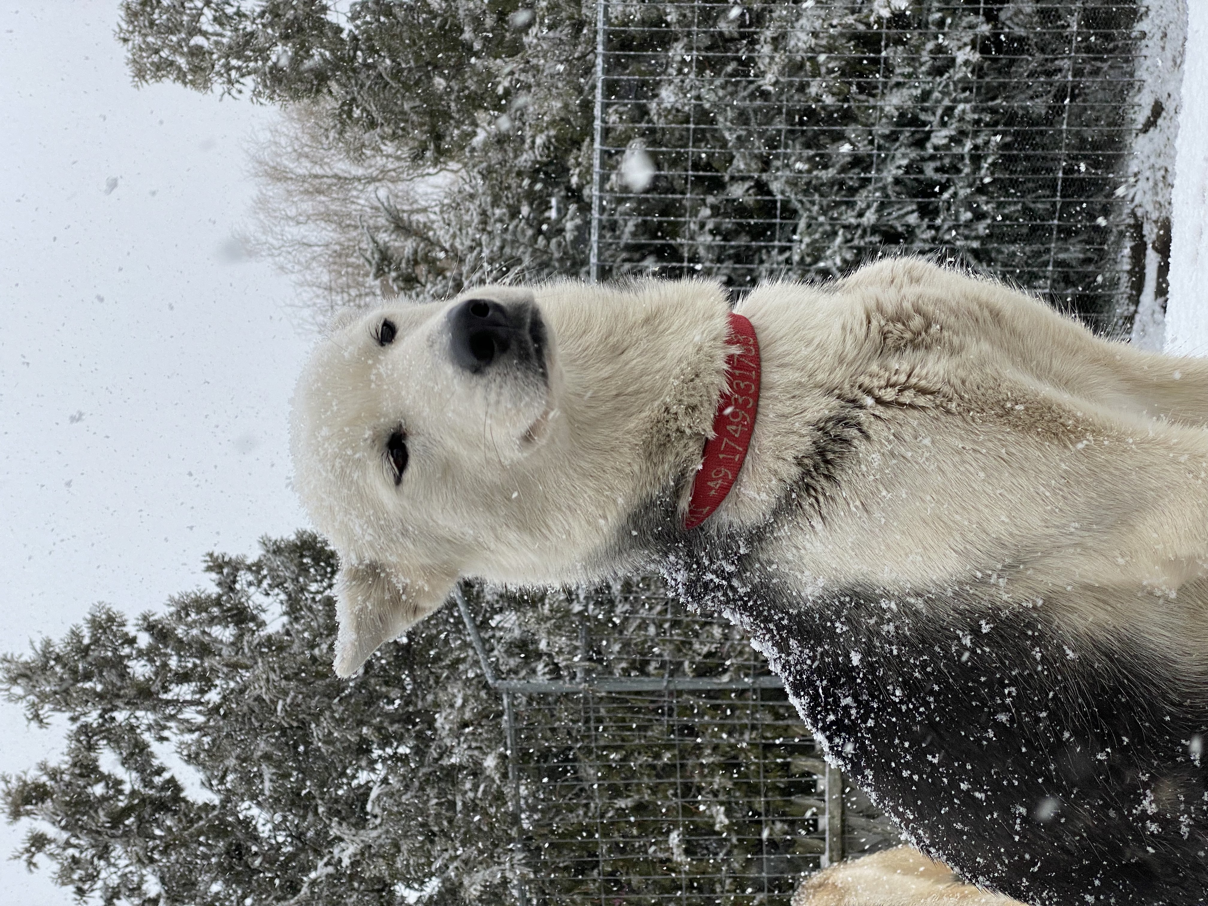 Lumi 7